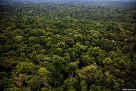 Telecharger Lwsoptimized